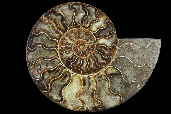 Agatized Ammonite Fossil (Half) - Agatized #91194